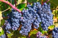 Bobal Wine grapes in vineyard raw ready for harvest