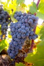 Bobal Wine grapes in vineyard raw ready for harvest