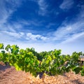 Bobal Wine grapes in vineyard raw ready for harvest