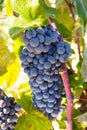 Bobal Wine grapes in vineyard raw ready for harvest