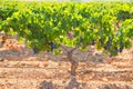 Bobal Wine grapes in vineyard raw ready for harvest