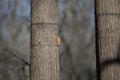 Bobber in a Tree Royalty Free Stock Photo