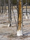 Bobbie sock trees at Fountain Paint Pots of Yellowstone