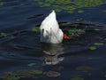 Duck Feeding in Lily Pond