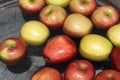 Bobbing apples Royalty Free Stock Photo