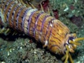 Bobbit worm, aquatic predatory polychaete worm Eunice aphroditois in Lembeh strait