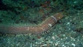 Bobbit worm, aquatic predatory polychaete worm Eunice aphroditois is crawling on the sand during day time in Lembeh strait