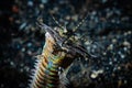 Bobbit Worm Eunice aphroditois