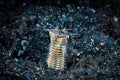 Bobbit Worm Eunice aphroditois