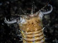 Bobbitt worm on black sand