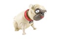 Bobble-head toy pug dog Royalty Free Stock Photo