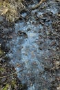 Bobbles on stagnating colorful water on a pond in Denmark Royalty Free Stock Photo