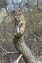 Bobcat Royalty Free Stock Photo