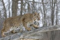 Bobcat