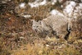 Bobcat adult in Fall colors in Montana Royalty Free Stock Photo