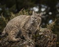 Bobcat adult in Fall colors in Montana Royalty Free Stock Photo