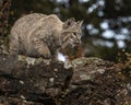 Bobcat adult in Fall colors in Montana Royalty Free Stock Photo