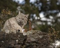 Bobcat adult in Fall colors in Montana Royalty Free Stock Photo