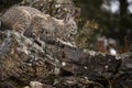 Bobcat adult in Fall colors in Montana Royalty Free Stock Photo