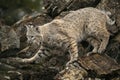 Bobcat adult in Fall colors in Montana Royalty Free Stock Photo