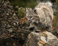 Bobcat adult in Fall colors in Montana Royalty Free Stock Photo