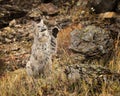 Bobcat adult in Fall colors in Montana Royalty Free Stock Photo