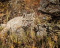 Bobcat adult in Fall colors in Montana Royalty Free Stock Photo