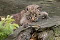 Bobcat Baby Close up Laying on a Log Royalty Free Stock Photo