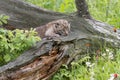 Bobcat Baby on a Log with Orange Wildflowers Royalty Free Stock Photo