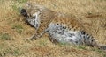 Bobcat bath time