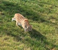 Bobcat at Bear Country