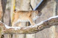 Bobcat broadside in tree Royalty Free Stock Photo