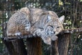 Bobcat in captivity resting on perch Royalty Free Stock Photo