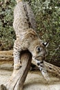 Bobcat Upside Down