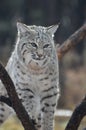 Bobcat climbing through tree fallen debris