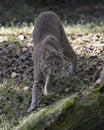 Bobcat Stock Photos,  Bobcat animal close-up profile view.  Bobcat picture. Bobcat portrait. Bobcat show. Bobcat animal looking at Royalty Free Stock Photo