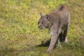 Bobcat Closeup, Walking On Grass