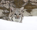 Bobcat in deep snow Royalty Free Stock Photo