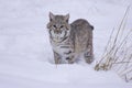 Bobcat in deep white snow Royalty Free Stock Photo