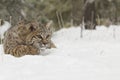 Bobcat in deep white snow