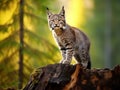 Bobcat feline on tree stump Royalty Free Stock Photo