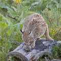 Bobcat female cat wildlife kitten on log Royalty Free Stock Photo