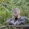 Bobcat cat female protecting baby kittens on log Royalty Free Stock Photo