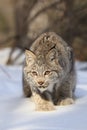 Bobcat fixated onto prey Royalty Free Stock Photo