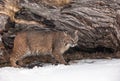 Bobcat with Bobwhite Quail