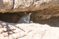 Bobcat hiding in a rocky ledge