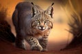 bobcat on the hunt, with its eyes fixed and ears twitching Royalty Free Stock Photo