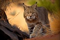 bobcat on the hunt, its eyes focused on prey Royalty Free Stock Photo