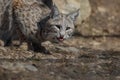 Bobcat hunting in the woods early spring Royalty Free Stock Photo