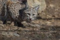 Bobcat hunting in the woods early spring Royalty Free Stock Photo